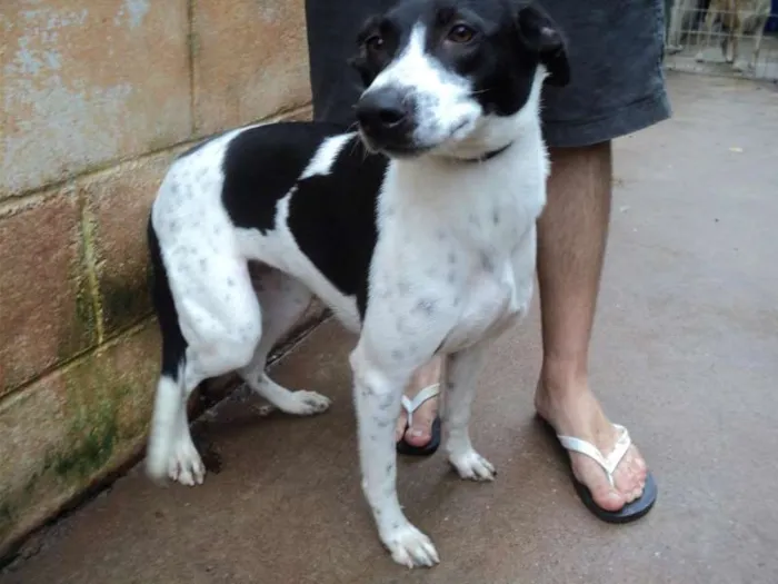 Cachorro ra a SRD idade 1 ano nome Gerusa