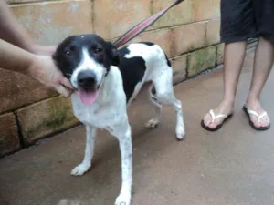 Cachorro raça SRD idade 1 ano nome Gerusa