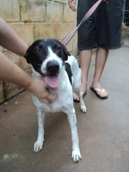 Cachorro ra a SRD idade 1 ano nome Gerusa