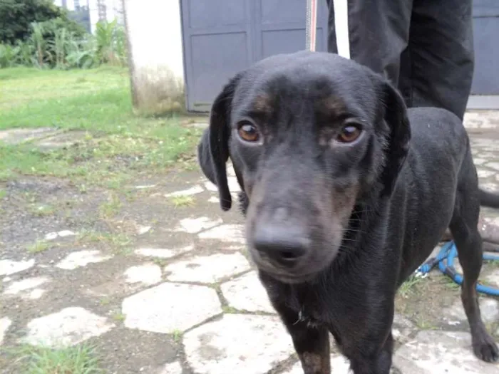 Cachorro ra a SRD idade 1 ano nome Tofú