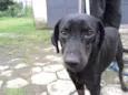 Tofú