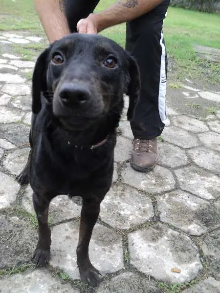 Cachorro ra a SRD idade 1 ano nome Tofú