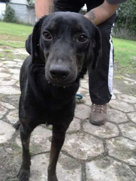 Cachorro ra a SRD idade 1 ano nome Tofú