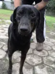 Tofú