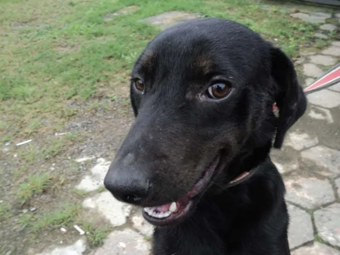 Cachorro ra a SRD idade 1 ano nome Tofú