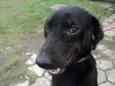 Tofú