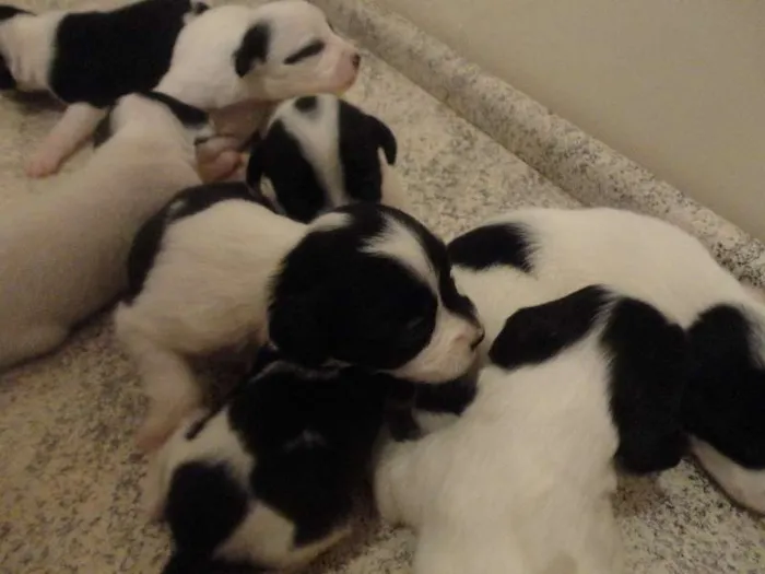 Cachorro raça vira lata idade Abaixo de 2 meses nome vaquinha