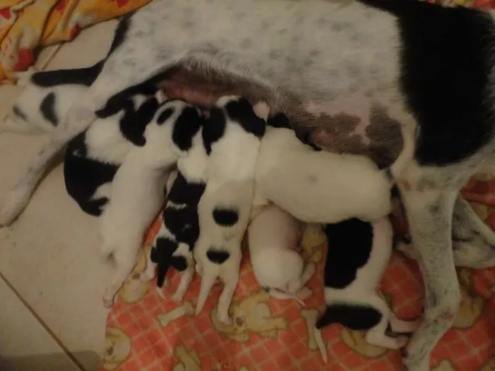 Cachorro raça vira lata idade Abaixo de 2 meses nome vaquinha