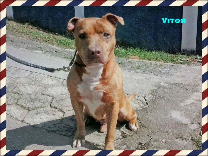 Cachorro ra a Pitbull idade  nome Vitor