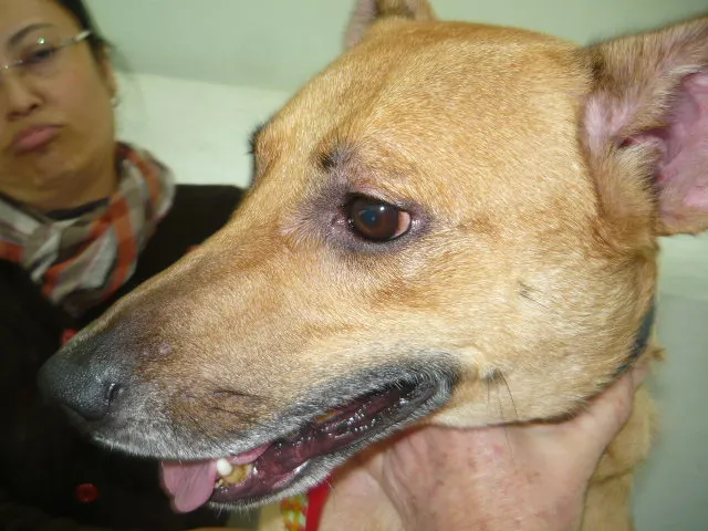 Cachorro raça SRD idade 6 ou mais anos nome Apollo