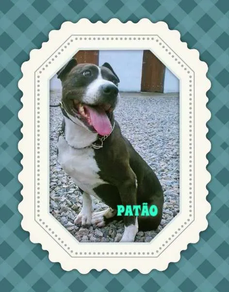 Cachorro ra a Pit-Bull idade  nome PATÃO