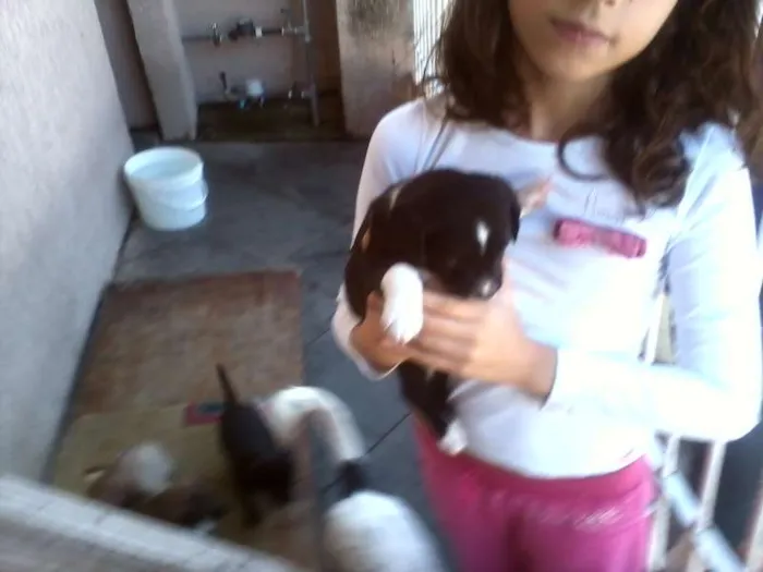 Cachorro ra a SRD idade Abaixo de 2 meses nome sem nome