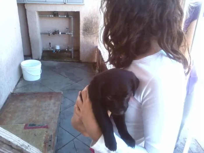 Cachorro ra a SRD idade Abaixo de 2 meses nome sem nome