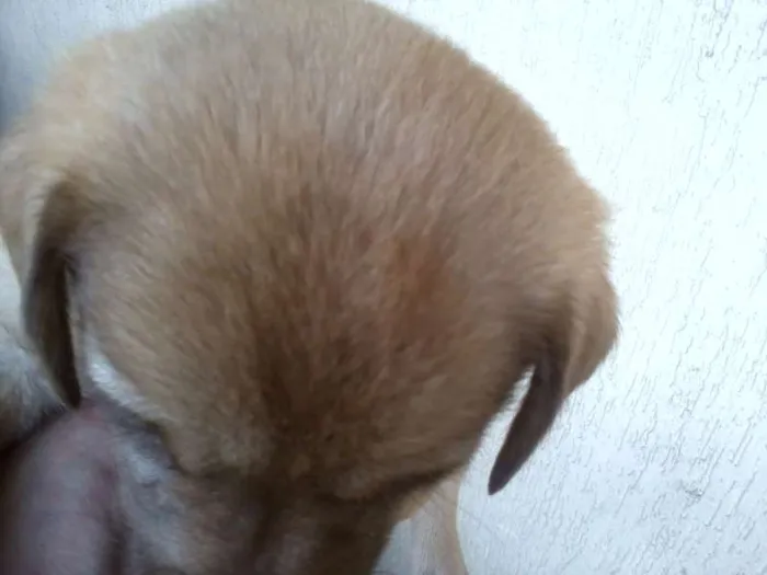 Cachorro ra a SRD idade Abaixo de 2 meses nome sem nome