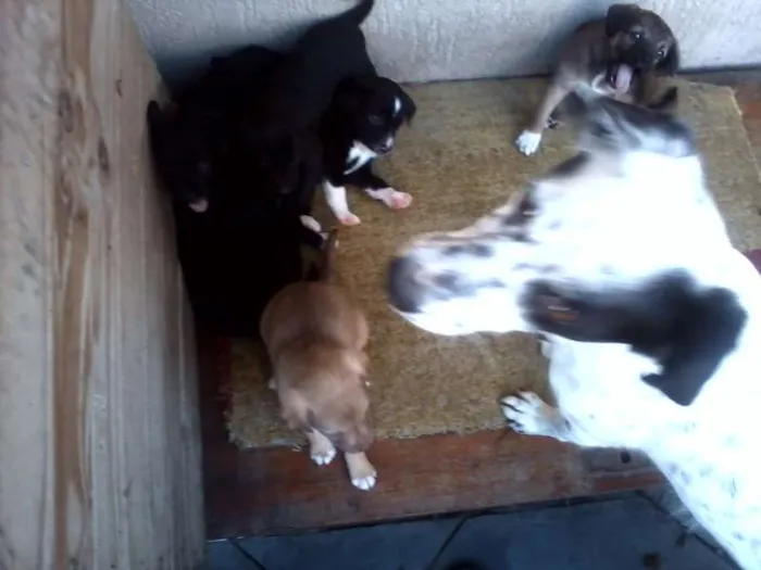Cachorro ra a SRD idade Abaixo de 2 meses nome sem nome