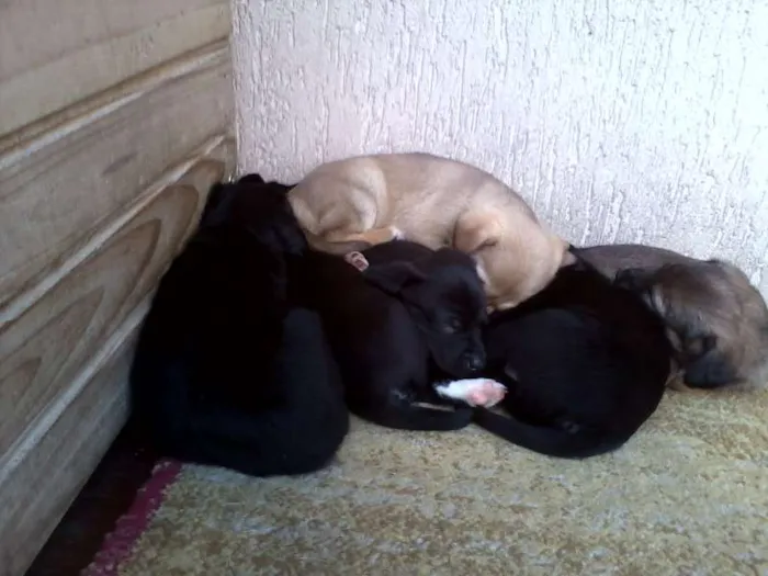 Cachorro ra a SRD idade Abaixo de 2 meses nome sem nome