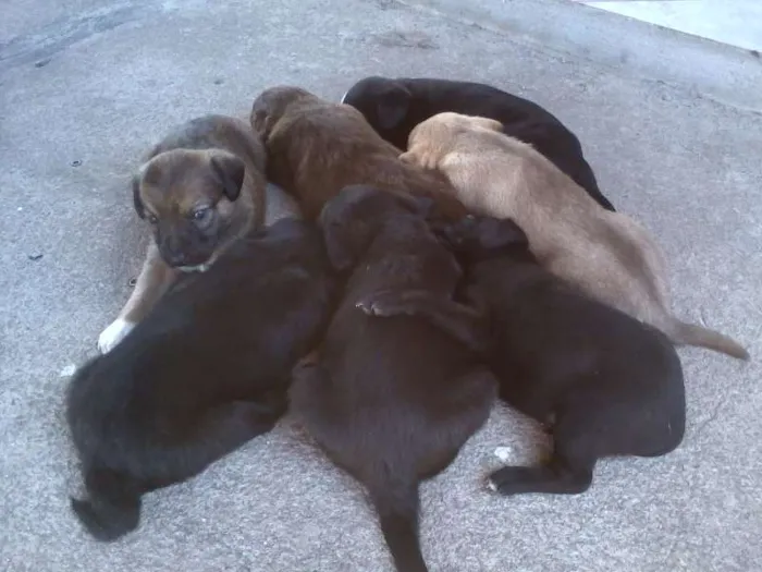Cachorro ra a SRD idade Abaixo de 2 meses nome sem nome