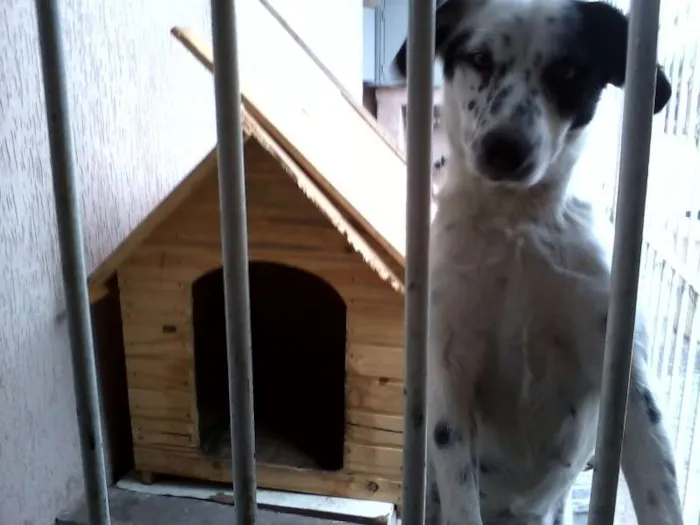 Cachorro ra a SRD idade Abaixo de 2 meses nome sem nome