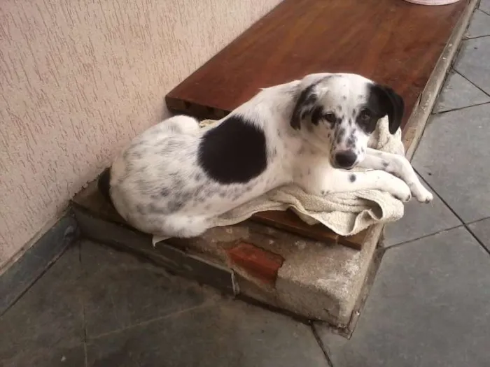 Cachorro ra a SRD idade Abaixo de 2 meses nome sem nome