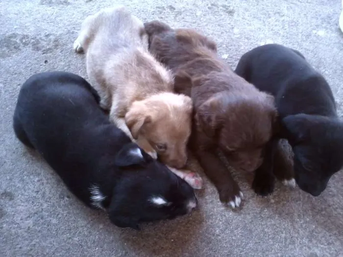 Cachorro ra a SRD idade Abaixo de 2 meses nome sem nome