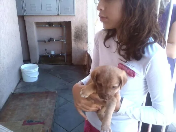 Cachorro ra a SRD idade Abaixo de 2 meses nome sem nome