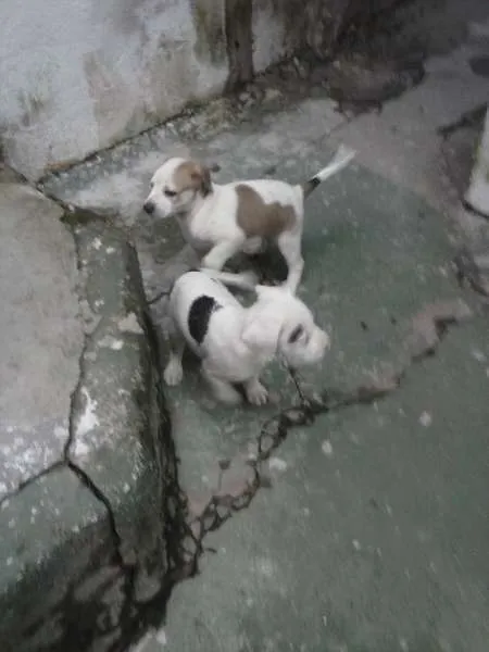 Cachorro ra a não sei idade 2 a 6 meses nome lindy/budy