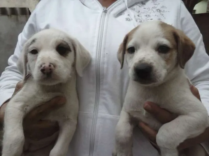 Cachorro ra a não sei idade 2 a 6 meses nome lindy/budy