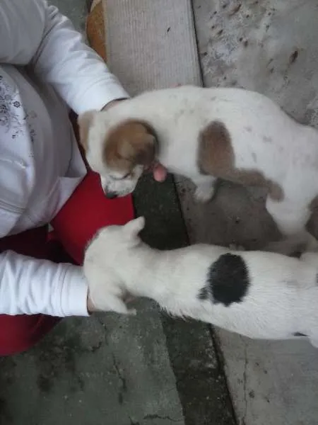 Cachorro ra a não sei idade 2 a 6 meses nome lindy/budy