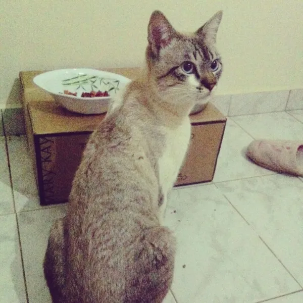 Gato ra a SRD idade 2 anos nome Pororom