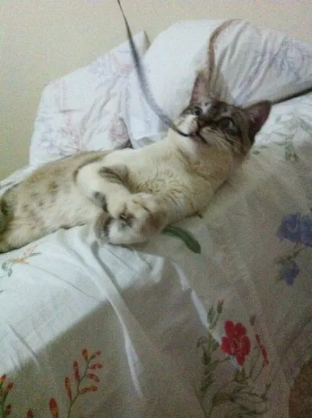 Gato ra a SRD idade 2 anos nome Pororom