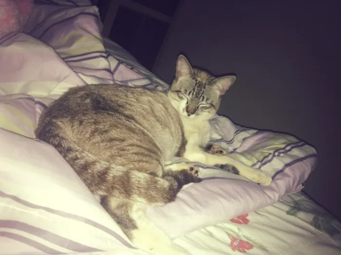 Gato ra a SRD idade 2 anos nome Pororom