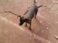 Chiquinho