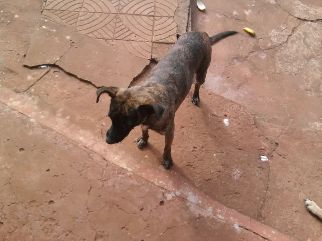 Cachorro ra a SRD idade 2 anos nome Chiquinho
