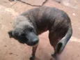 Chiquinho