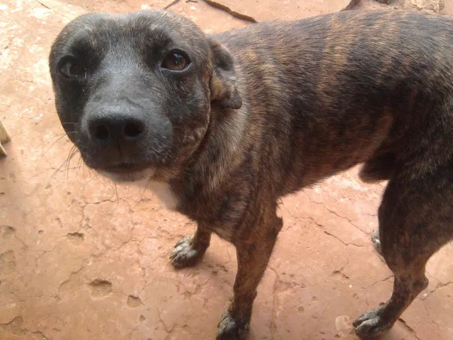 Cachorro ra a SRD idade 2 anos nome Chiquinho