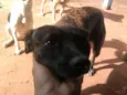 Chiquinho