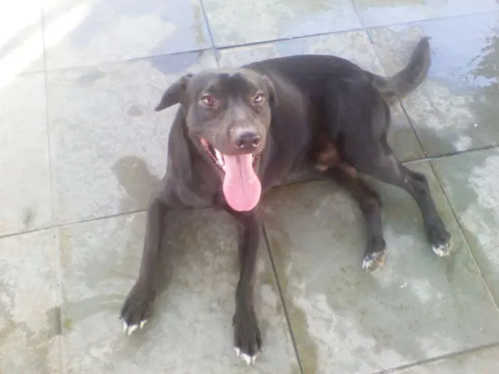 Cachorro ra a VR idade 7 a 11 meses nome Kadoche