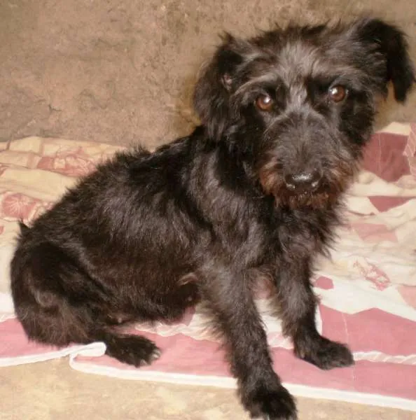 Cachorro raça SRD idade 2 a 6 meses nome Pretinha