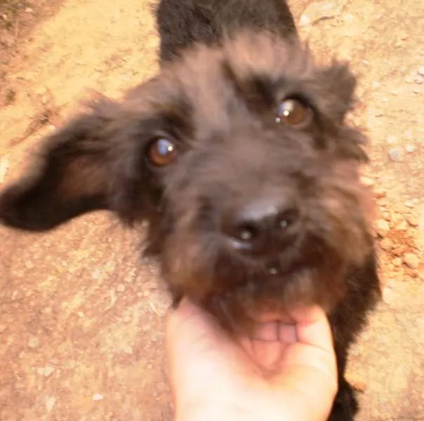 Cachorro raça SRD idade 2 a 6 meses nome Pretinha