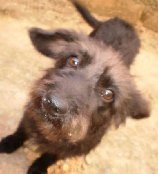 Cachorro raça SRD idade 2 a 6 meses nome Pretinha