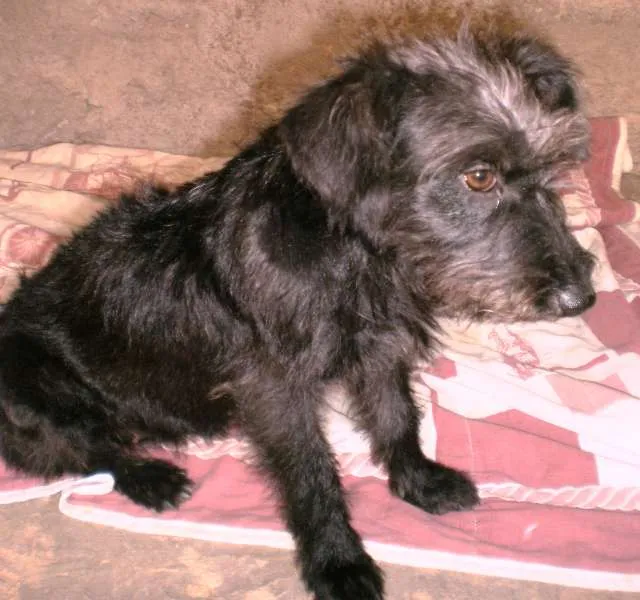 Cachorro raça SRD idade 2 a 6 meses nome Pretinha