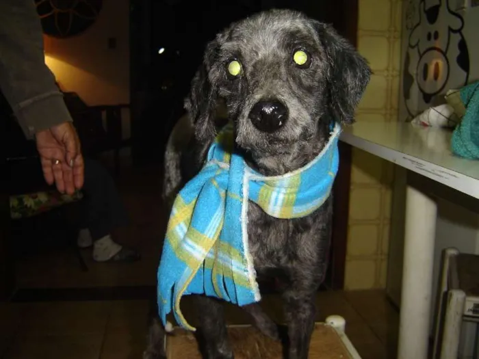 Cachorro raça poodle idade 6 ou mais anos nome Tot