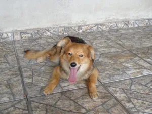 Cachorro raça  idade 1 ano nome Dalila