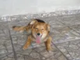 Dalila