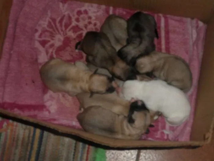 Cachorro ra a Pit-Bull idade Abaixo de 2 meses nome se nomes