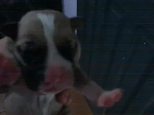 Cachorro raça Pit-Bull idade Abaixo de 2 meses nome se nomes