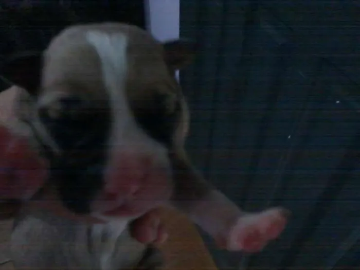 Cachorro ra a Pit-Bull idade Abaixo de 2 meses nome se nomes