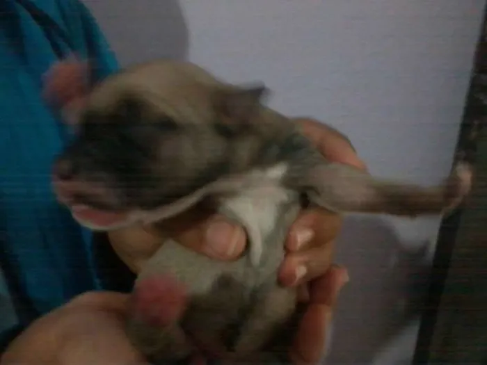 Cachorro ra a Pit-Bull idade Abaixo de 2 meses nome se nomes