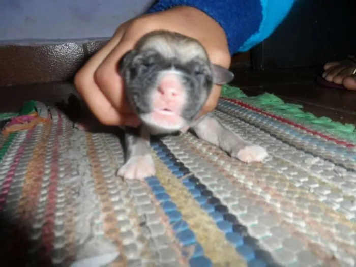 Cachorro ra a Pit-Bull idade Abaixo de 2 meses nome se nomes