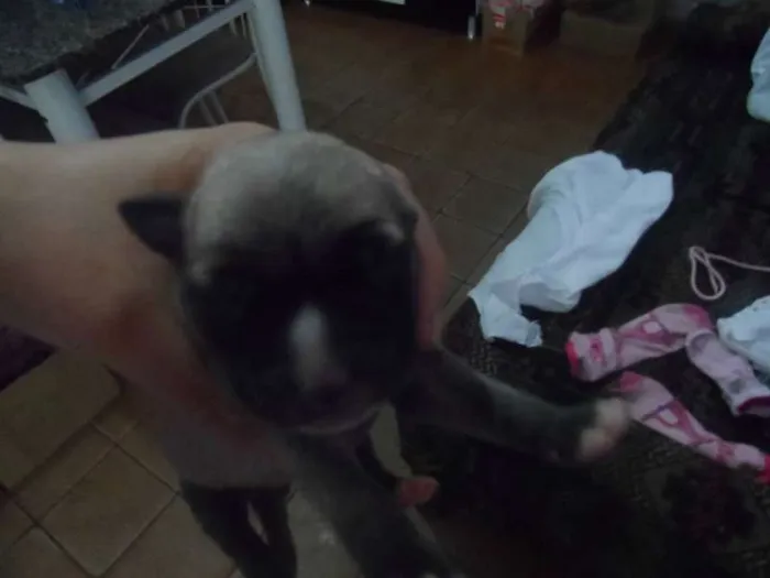 Cachorro ra a Pit-Bull idade Abaixo de 2 meses nome se nomes